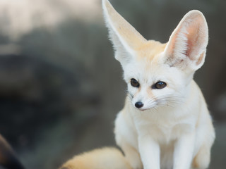 fennec fox, Desert fox, or Vulpes Zerda, alert beautiful small animal. 