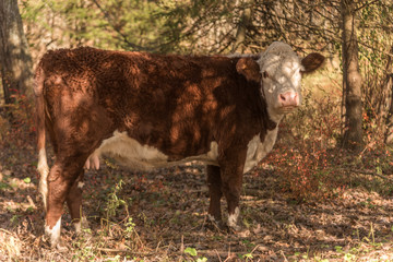 Side view of Hereford cow roaming free range in woods, with fall colors and sunshine