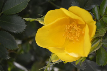 Naklejka premium yellow tulip