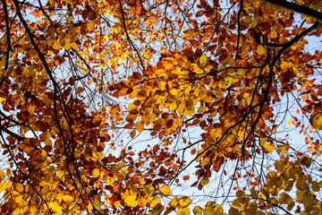 herbstliche Bäume an einem sonnigen Herbsttag mit blauem Himmel