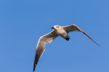 Flying seagull