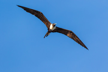 Albatross