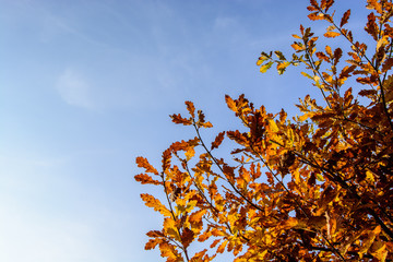 herbstliche Bäume an einem sonnigen Herbsttag mit blauem Himmel