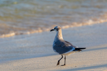 Seagull
