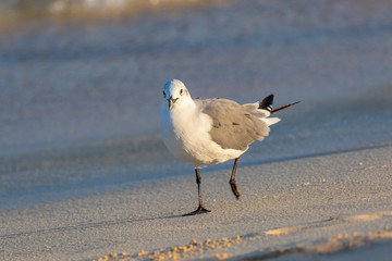Seagull
