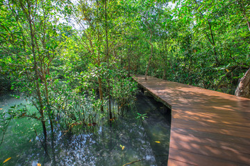 The background of the wooden bridge -Tha Pom Klong Song Nam, is a nature walk, an ecological study area to learn about the integrity of nature in terms of groundwater and vegetation. Water in a clear 
