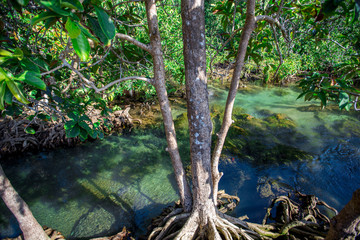 Krabi -Tha Pom Klong Song Nam, is an ecological study area to learn about the integrity of nature both in terms of groundwater and vegetation.It can grow both in water and on the soil,clear greenwater