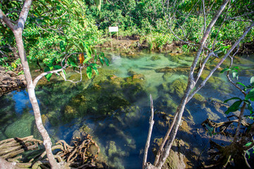 Krabi -Tha Pom Klong Song Nam, is an ecological study area to learn about the integrity of nature both in terms of groundwater and vegetation.It can grow both in water and on the soil,clear greenwater