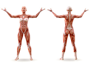 Muscles anatomy female figure workout training, isolated.  Healthcare, aerobics, gymnastics, yoga, fitness, dancing, diet, active lifestyle and sport concept. 3D illustration