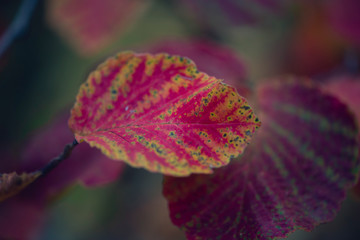 Vibrant gorgeous withhazel leaf in Autumn early morning 