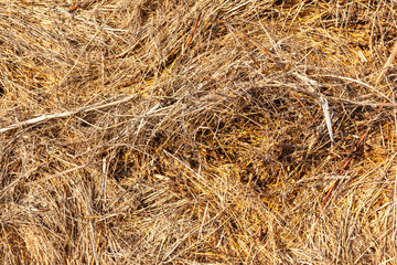 pressed hay, background, texture