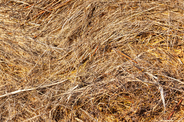pressed hay, background, texture