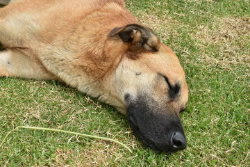 Perro dormido