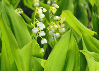 Fototapeta premium スズラン 春 素材