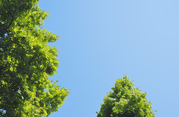 木　葉　空　素材