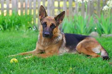 Obedient short-haired German Shepherd dog lying down on a green grass in the garden in summer