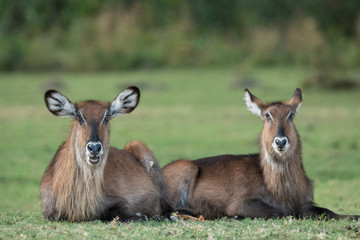 common waterbuck portrait