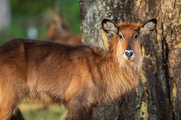 common waterbuck portrait