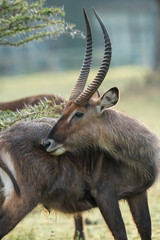 common waterbuck portrait