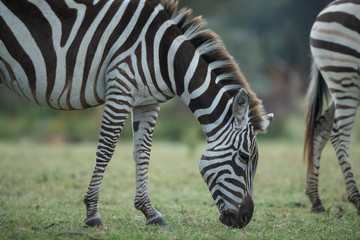 Fototapeta na wymiar the zebra portrait 