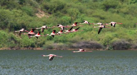 flying flamingo group
