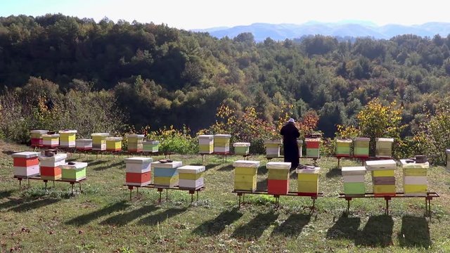 Beekeeper monk collecting honey in apiary in the mountains at the monastery. Honey production in Montenegro in autumn. Swarm of bees flying around.
