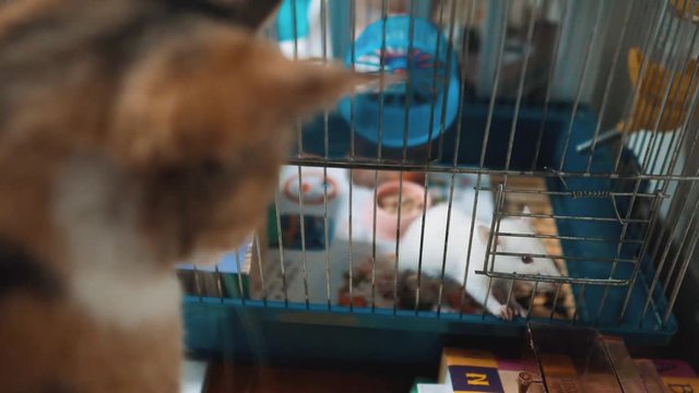 cat catches a white pet rat mouse in a cage. slow motion video. the cat is playing with the mouse rat funny video. cat and rat lifestyle mouse animal friends concept pets