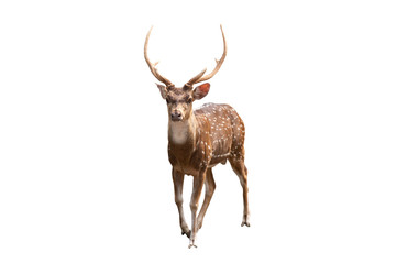 Spotted deer or Axis deer isolated on white background