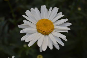 Fototapeta premium daisy on a green background