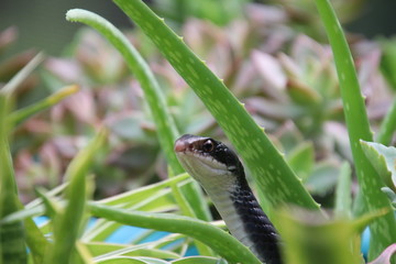 Obraz premium Black racer snake peeking out from potted aloe succulent plant on sunny patio.