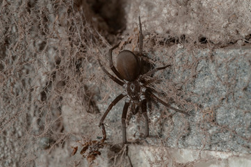 Southern House Spider (Kukulcania hibernalis)