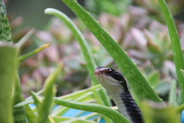 Black racer snake peeking out from potted aloe succulent plant on sunny patio.