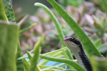 Black racer snake peeking out from potted aloe succulent plant on sunny patio.