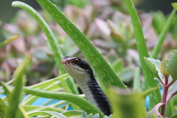Black racer snake peeking out from potted aloe succulent plant on sunny patio.