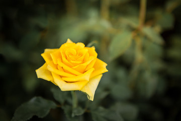  yellow roses with morning sunlight