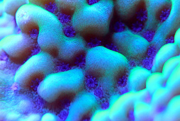 Montipora sps coral in saltwater aquarium © Kolevski.V