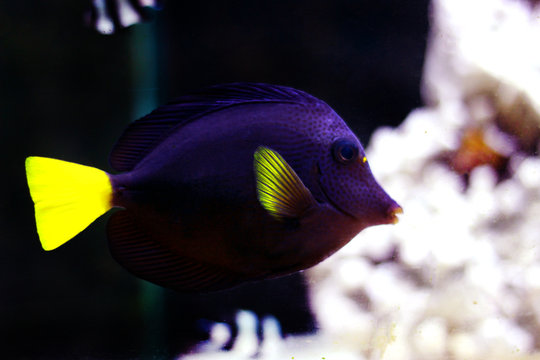 Purple Tang - (Zebrasoma xanthurum)