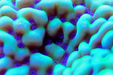 Montipora sps coral in saltwater aquarium © Kolevski.V