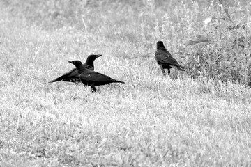Trois corbeaux au sol .