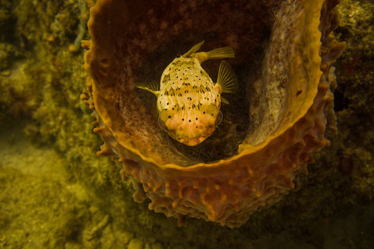 Balloonfish in barrel sponge off Fort Lauderdale