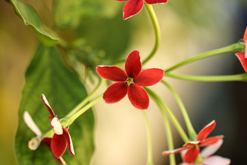 Fototapeta premium flower in the morning