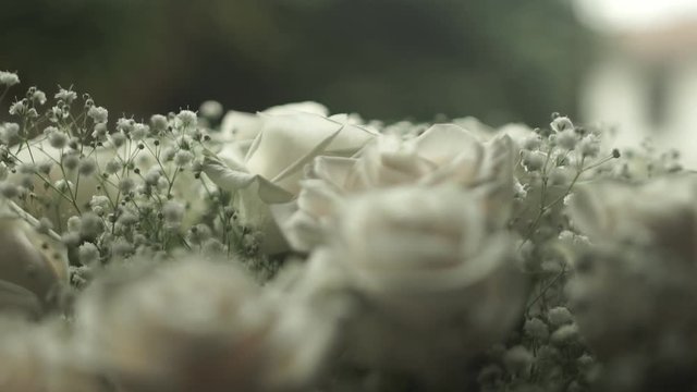 Momento en rosas blancas