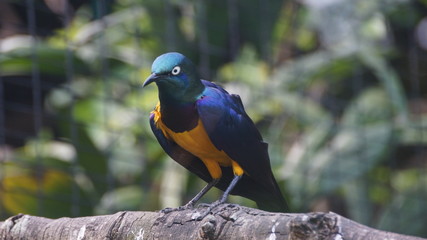The golden-breasted starling is a small bird with a bright, blue tail and a blue back. It has a green head, white eyes, blue-violet wings, and a yellow breast, belly, and upper tail covers