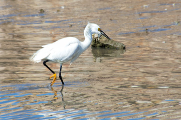 Whire heron fishing in the lagoon 
