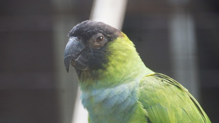The nanday parakeet, also known as the black-hooded parakeet or nanday conure, is a medium-small, mostly green, Neotropical parrot