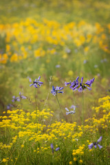 Wild flowers fill the meadows in Oregon state