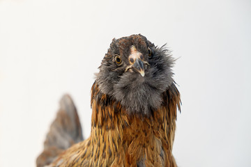 portrait of Easter Egger pullet on white background