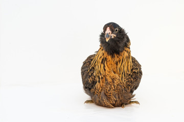 chicken on white background