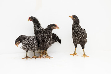 barred rock pullets on white background