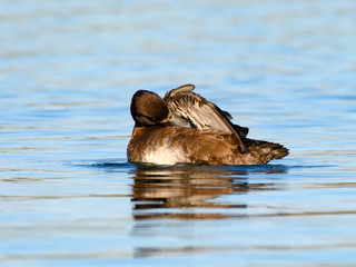 Female Lesser Scaup Swimming and Preening in Fall